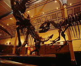 Australian Museum - Holiday Adelaide 1