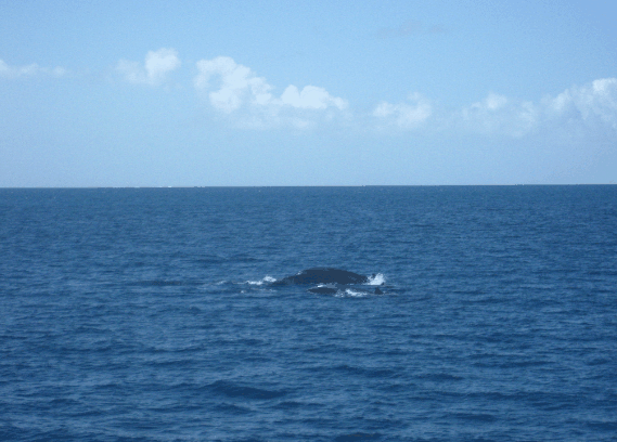 Carlo Fishing Charters - Holiday Adelaide 1