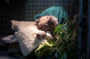 Jirrahlinga Koala & Wildlife Sanctuary - Holiday Adelaide 3