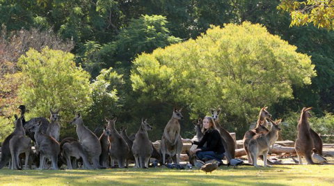 Lone Pine Koala Sanctuary - Holiday Adelaide 1