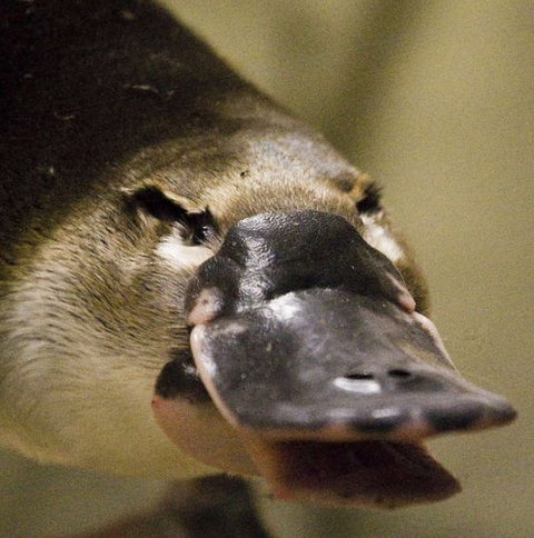 Lone Pine Koala Sanctuary - Holiday Adelaide 2