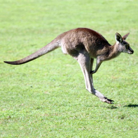 Lone Pine Koala Sanctuary - Holiday Adelaide 4