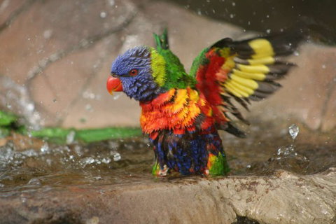 Lone Pine Koala Sanctuary - Holiday Adelaide 5