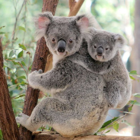 Lone Pine Koala Sanctuary - Holiday Adelaide 6