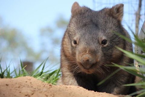 Lone Pine Koala Sanctuary - Holiday Adelaide 7
