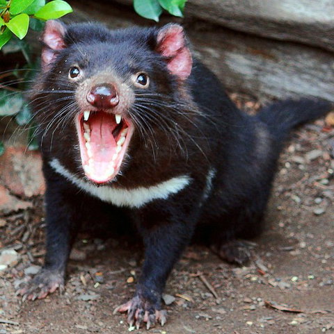 Lone Pine Koala Sanctuary - Holiday Adelaide 8