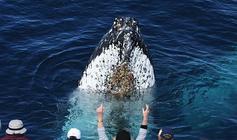 Spirit Of Gold Coast Whale Watching - Holiday Adelaide 1