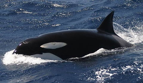 Spirit Of Gold Coast Whale Watching - Holiday Adelaide 2