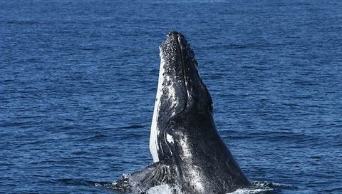 Spirit Of Gold Coast Whale Watching - Holiday Adelaide 3