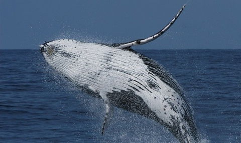 Spirit Of Gold Coast Whale Watching - Holiday Adelaide 4