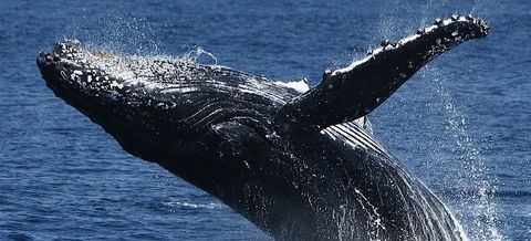 Spirit Of Gold Coast Whale Watching - Holiday Adelaide 5