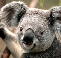 Potoroo Palace - Holiday Adelaide