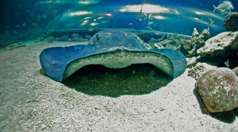 Manly SEA LIFE Sanctuary - Holiday Adelaide 3