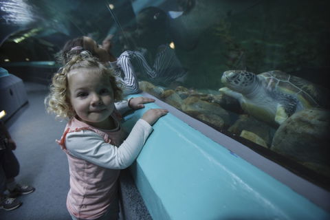 Manly SEA LIFE Sanctuary - Holiday Adelaide 4