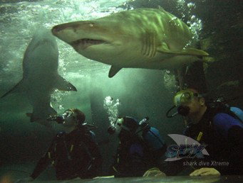 Manly SEA LIFE Sanctuary - Holiday Adelaide 5