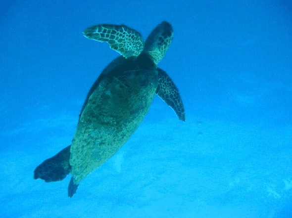 Redcliffe QLD Holiday Adelaide