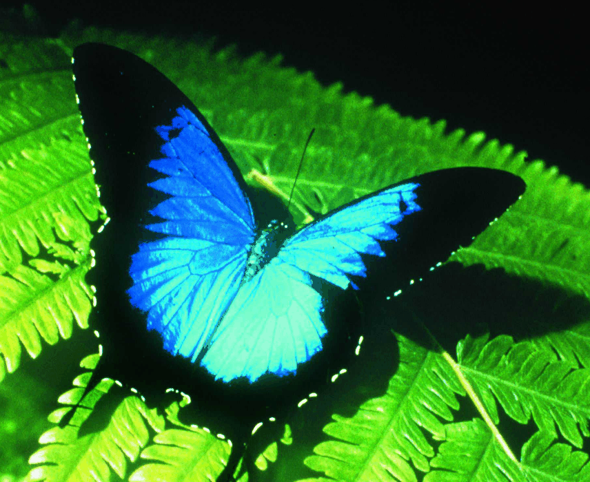 Australian Butterfly Sanctuary - Holiday Adelaide
