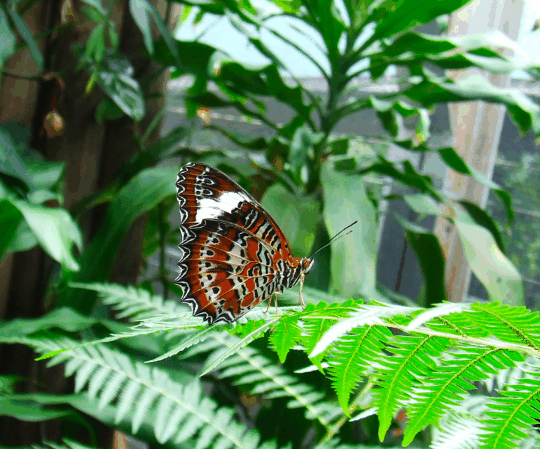 Australian Butterfly Sanctuary - Holiday Adelaide 1