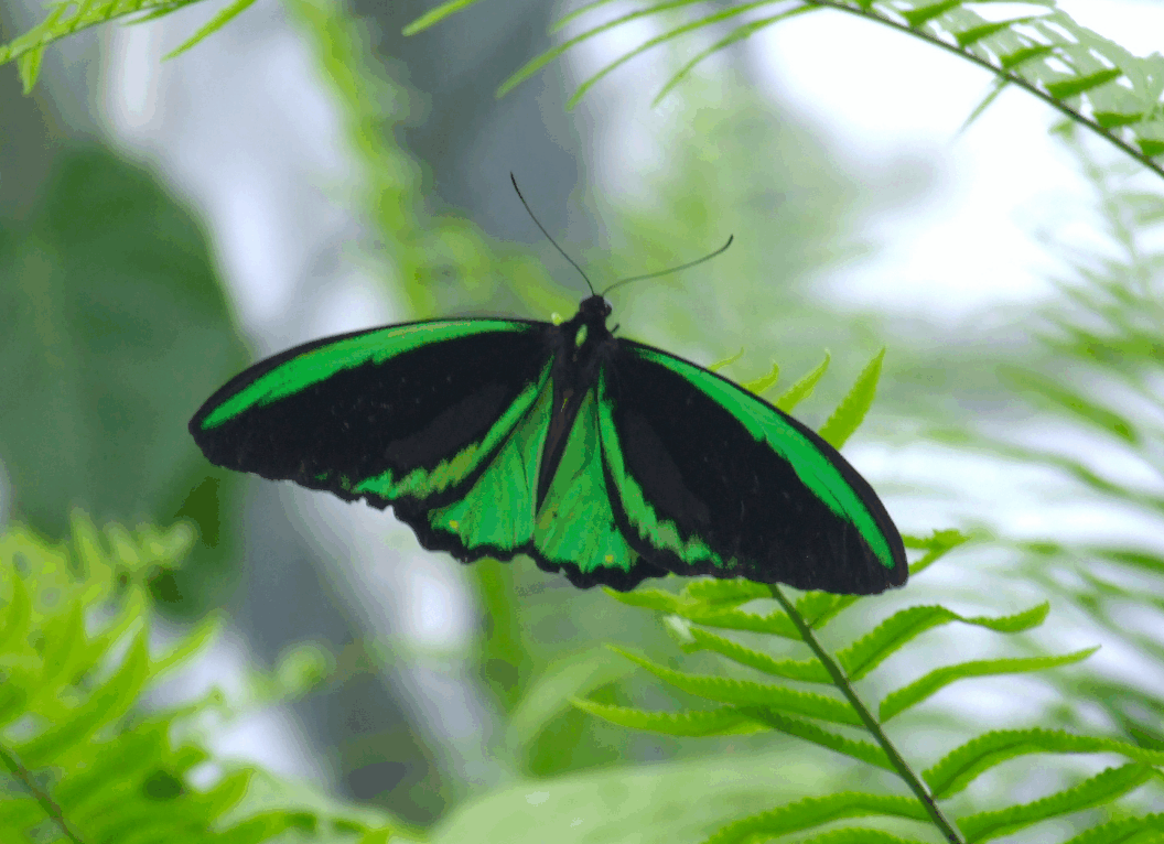 Australian Butterfly Sanctuary - Holiday Adelaide 2
