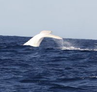 Australian Whale Watching - Holiday Adelaide