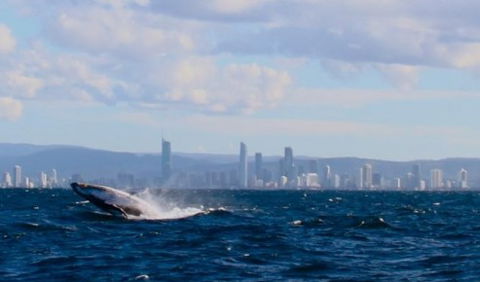 Australian Whale Watching - Holiday Adelaide 1