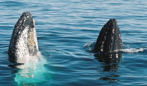 Australian Whale Watching - Holiday Adelaide 4