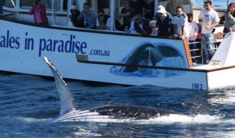 Australian Whale Watching - Holiday Adelaide 5