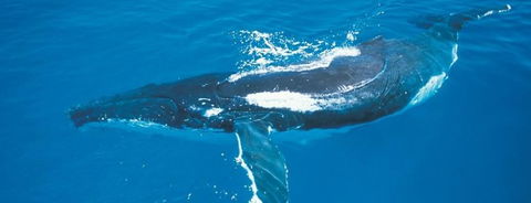 Australian Whale Watching - Holiday Adelaide 6