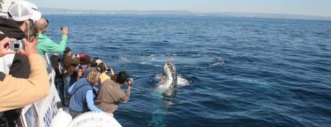 Australian Whale Watching - Holiday Adelaide 7