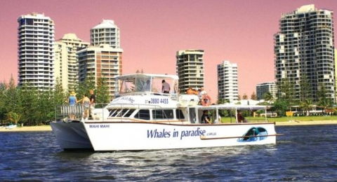 Australian Whale Watching - Holiday Adelaide 8