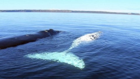 Australian Whale Watching - Holiday Adelaide 9
