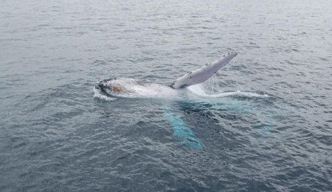 Australian Whale Watching - Holiday Adelaide 10