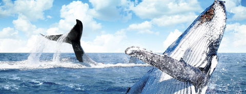 Australian Whale Watching - Holiday Adelaide 11