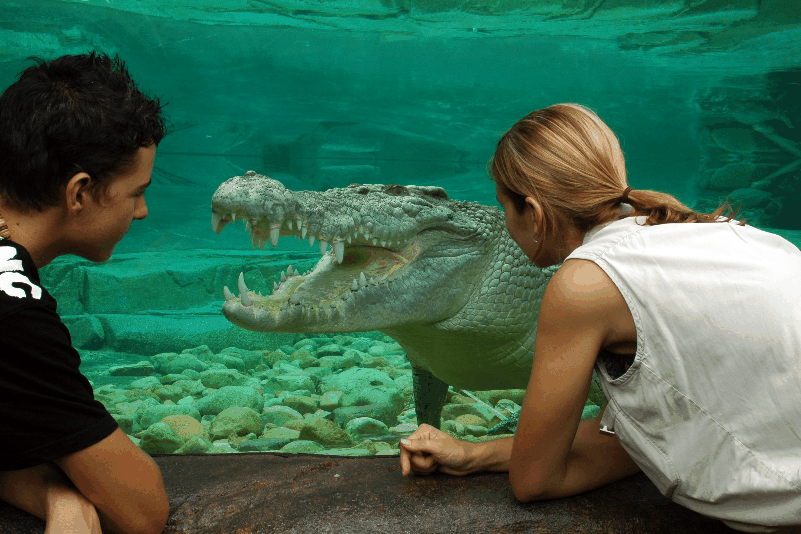 Cairns Wildlife Dome - Holiday Adelaide 1