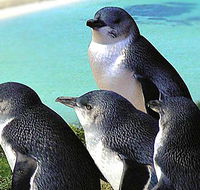 Rockingham Wild Encounters - Holiday Adelaide