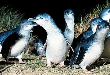 Bunyip Tours - Holiday Adelaide 4