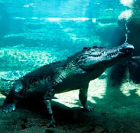 WILD LIFE Sydney Zoo