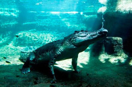 WILD LIFE Sydney Zoo - Holiday Adelaide 0