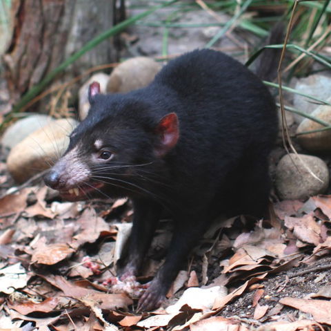 WILD LIFE Sydney Zoo - Holiday Adelaide 5