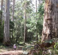 Warren River Loop Walk - Holiday Adelaide