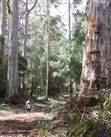 Warren River Loop Walk - Holiday Adelaide 0