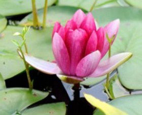 The Lotus Day Spa And Retreat - Holiday Adelaide 0