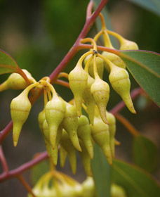 Ravensthorpe WA Holiday Adelaide