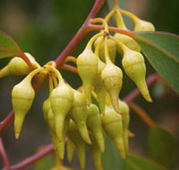 Mount Short Scenic Drive - Holiday Adelaide