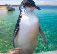 Penguin Island - Holiday Adelaide