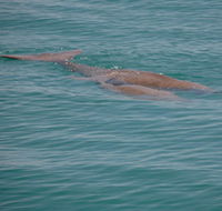 Dugongs - Holiday Adelaide