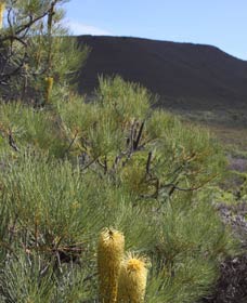 Lesueur Walk Trail, Mount Lesueur - Holiday Adelaide 0
