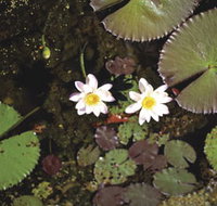 Parry Lagoons Nature Reserve - Holiday Adelaide