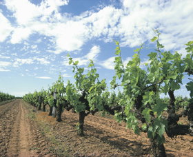 Blackwood Meadery - Holiday Adelaide 0