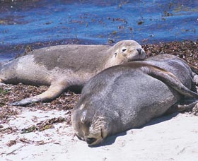 Carnac Island - Holiday Adelaide 0